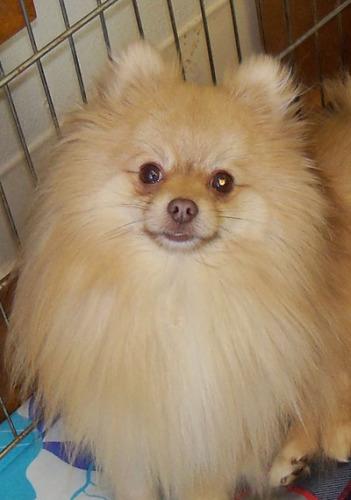 Pomeranian: An adoptable dog in Redding, CA