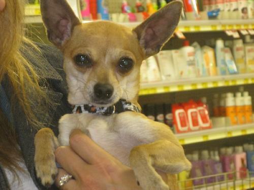 Chihuahua: An adoptable dog in Redding, CA