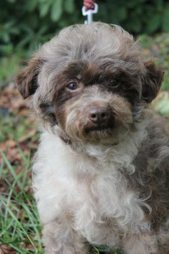 Poodle: An adoptable dog in Tacoma, WA
