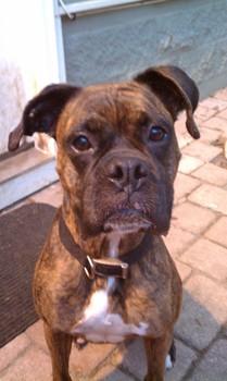 Boxer: An adoptable dog in Tallahassee, FL