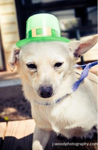 Chihuahua: An adoptable dog in Wichita Falls, TX