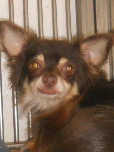 Chihuahua: An adoptable dog in Wichita, KS