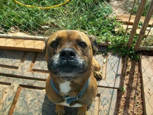 Boxer: An adoptable dog in Wilmington, NC