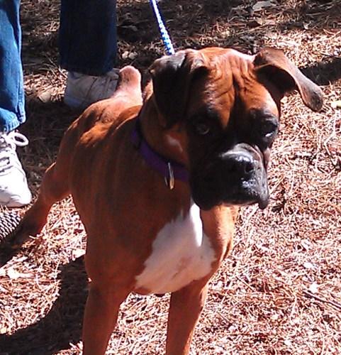 Boxer: An adoptable dog in Wilmington, NC