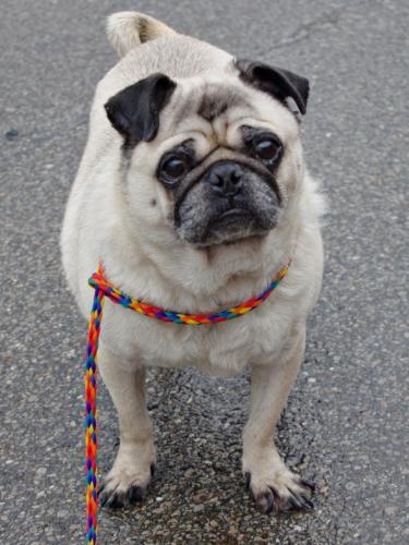 Pug: An adoptable dog in Youngstown, OH