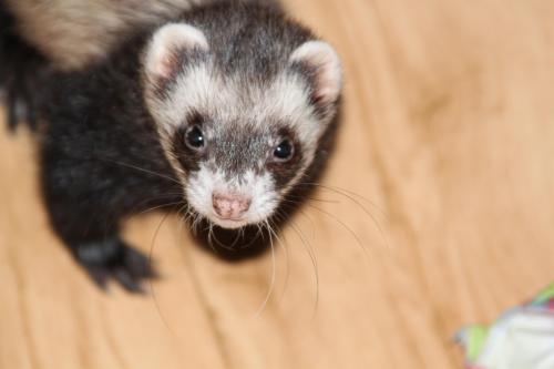 Ferret: An adoptable ferret in Bowling Green, KY