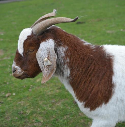 Goat: An adoptable goat in Jacksonville, OR