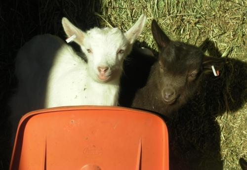 Goat: An adoptable goat in Maple Valley, WA
