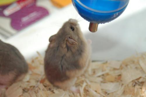 Hamster: An adoptable hamster in Danville, CA