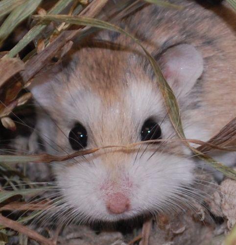 Hamster: An adoptable hamster in Frederick, MD