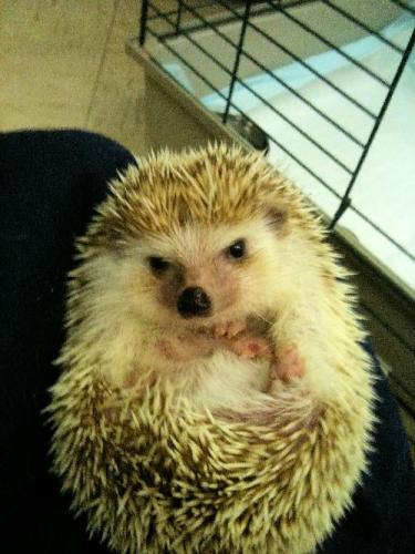 Hedgehog: An adoptable hedgehog in Columbia, SC
