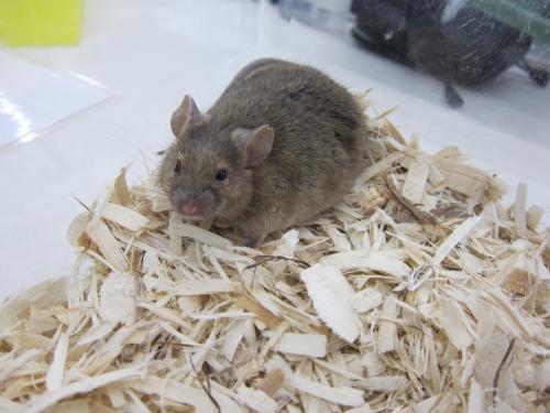 Mouse: An adoptable mouse in Frederick, MD