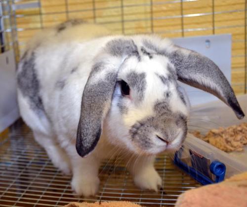 French-Lop: An adoptable rabbit in Bowling Green, KY