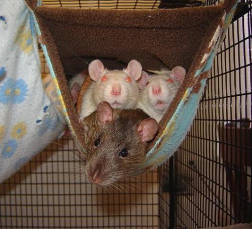Rat: An adoptable rat in Frederick, MD