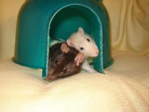Rat: An adoptable rat in Frederick, MD