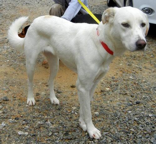 Anatolian Shepherd/Yellow Labrador Retriever Mix: An adoptable dog in Charlotte, NC