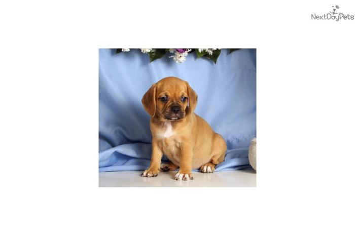 Ashley - Puggle puppy for sale - ready to go!