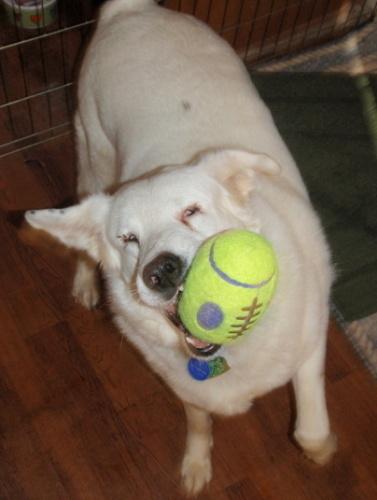 Australian Shepherd: An adoptable dog in Decatur, TN