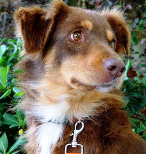 Australian Shepherd: An adoptable dog in Ocala, FL