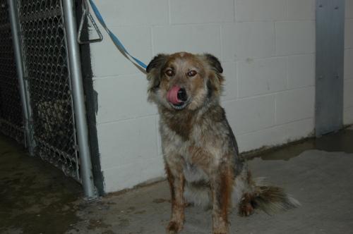 Australian Cattle Dog (Blue Heeler): An adoptable dog in Decatur, TX