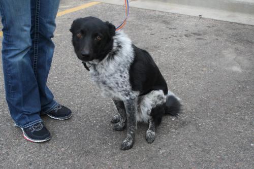 Australian Cattle Dog (Blue Heeler): An adoptable dog in Fort Collins, CO