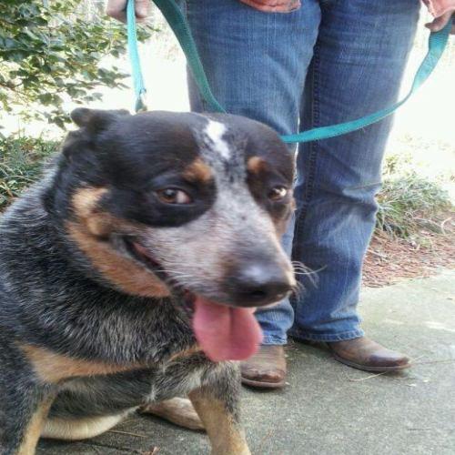 Australian Cattle Dog (Blue Heeler): An adoptable dog in Statesboro, GA