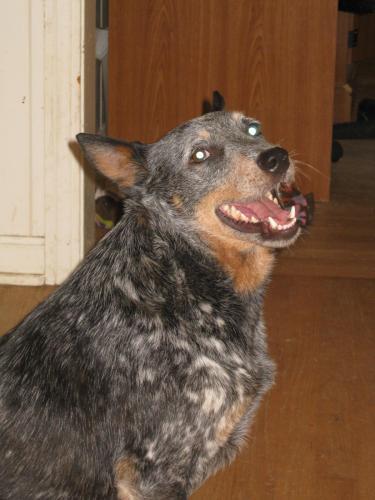 Australian Cattle Dog (Blue Heeler): An adoptable dog in Tuscaloosa, AL