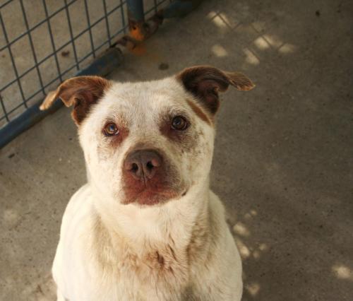 Australian Cattle Dog (Blue Heeler) Mix: An adoptable dog in Bowling Green, KY