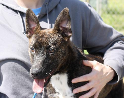 Australian Cattle Dog (Blue Heeler) Mix: An adoptable dog in Decatur, GA