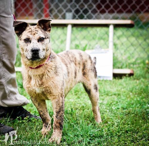 Australian Cattle Dog (Blue Heeler) Mix: An adoptable dog in Decatur, GA