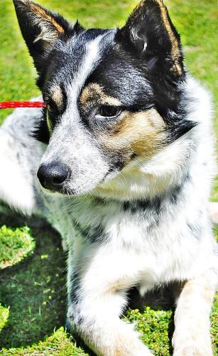 Australian Cattle Dog (Blue Heeler) Mix: An adoptable dog in Montgomery, AL