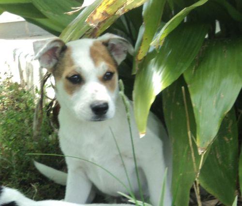 Australian Cattle Dog (Blue Heeler) Mix: An adoptable dog in Tallahassee, FL