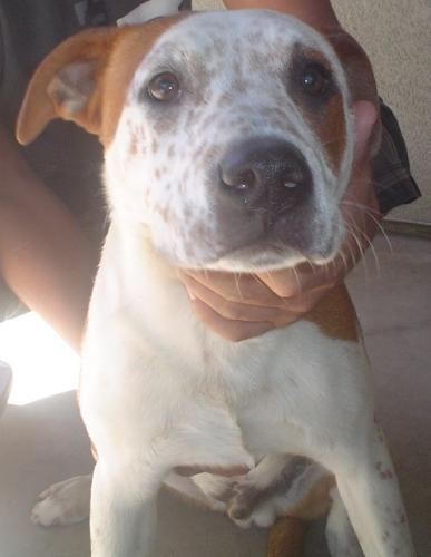 Australian Cattle Dog (Blue Heeler) Mix: An adoptable dog in Visalia, CA