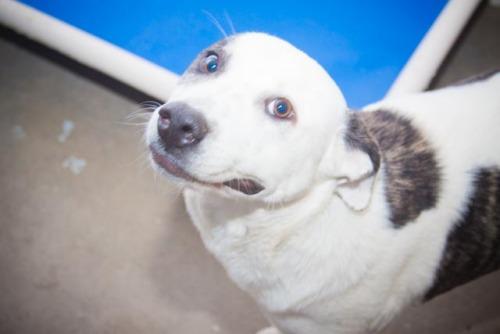 Australian Cattle Dog (Blue Heeler)/Pit Bull Terrier Mix: An adoptable dog in Bowling Green, KY