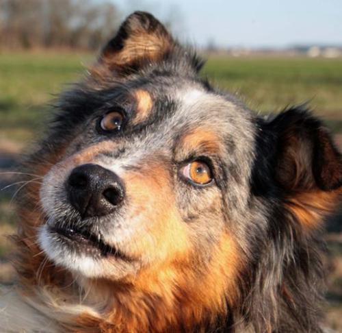 Australian Shepherd Mix: An adoptable dog in Waterloo, IL