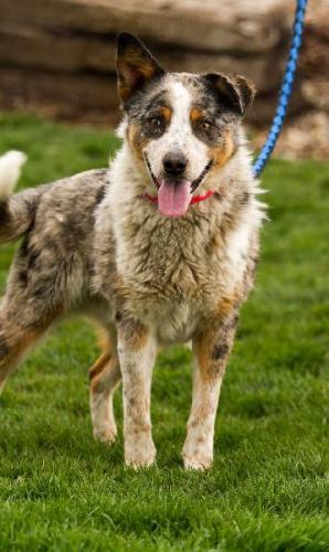 Australian Shepherd/Australian Cattle Dog (Blue Heeler) Mix: An adoptable dog in Logan, UT