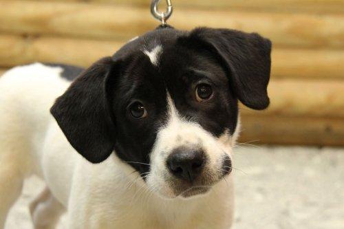 Australian Shepherd/Husky Mix: An adoptable dog in Louisville, KY