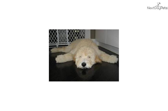 Awesome TEDDY BEAR Goldendoodles * House trained*