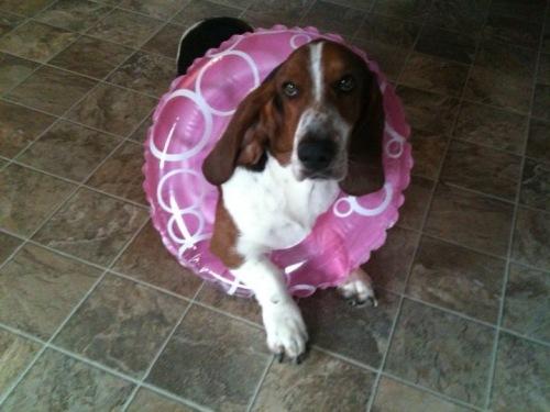 Basset Hound: An adoptable dog in Louisville, KY