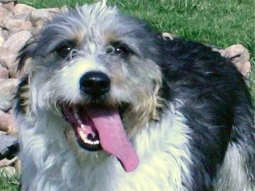 Basset Hound/Bearded Collie: An adoptable dog in Boulder, CO