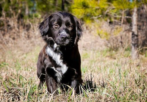 Basset Hound/Dachshund Mix: An adoptable dog in Greenville, SC