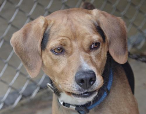 Beagle/American Bulldog Mix: An adoptable dog in Youngstown, OH