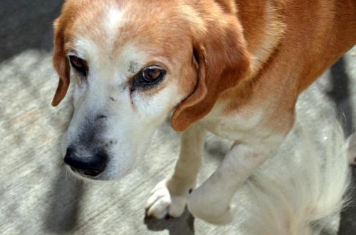 Beagle Mix: An adoptable dog in Bowling Green, KY