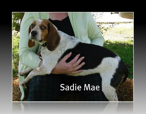 Beagle Mix: An adoptable dog in Columbia, TN