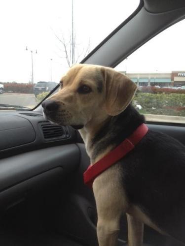 Beagle Mix: An adoptable dog in Oklahoma City, OK