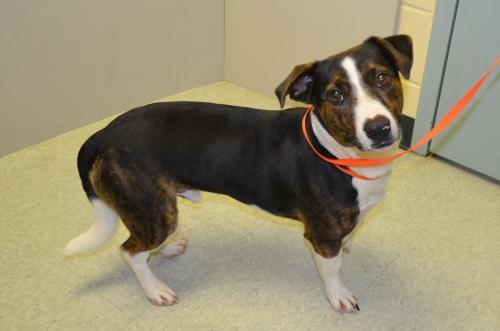 Beagle Mix: An adoptable dog in Wilmington, NC