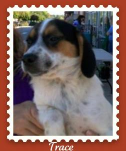 Beagle/Border Collie Mix: An adoptable dog in Frederick, MD