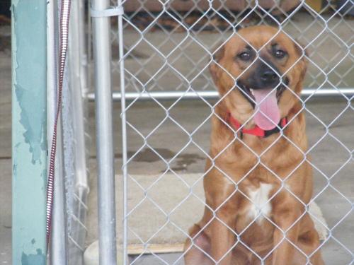 Beagle/German Shepherd Dog Mix: An adoptable dog in Columbia, SC