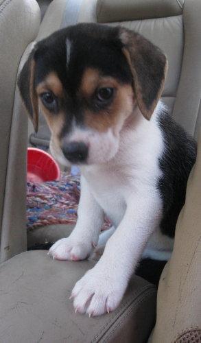 Beagle/Husky Mix: An adoptable dog in Flint, MI