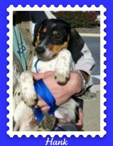 Beagle/Jack Russell Terrier Mix: An adoptable dog in Frederick, MD